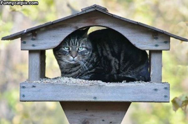 Cat House