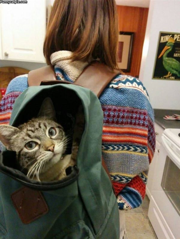 Cat In A Bag