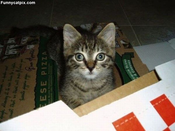 Cat In A Box