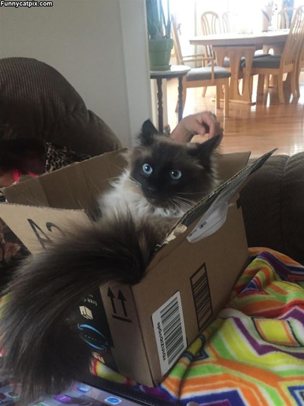 Cat In A Box