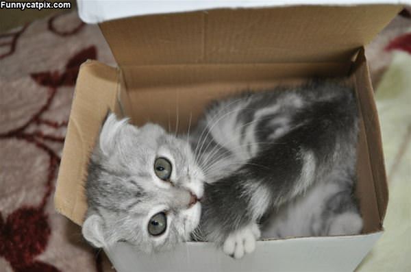 Cat In A Box