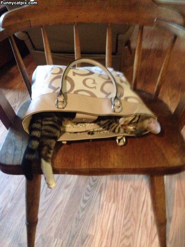 Cat In A Purse