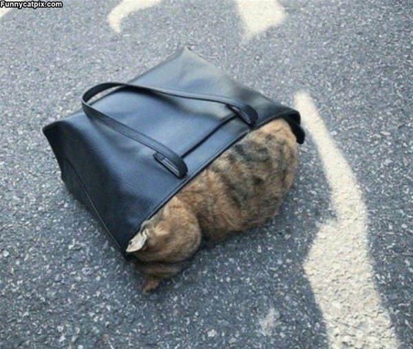 Cat In A Purse