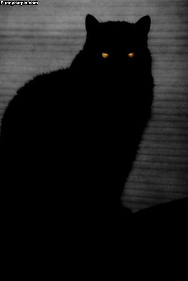 Cat In The Dark