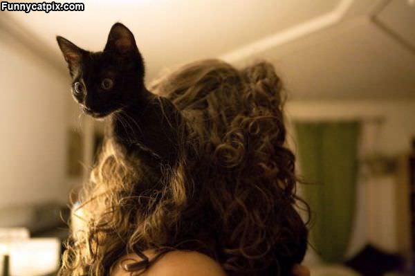 Cat In The Hair