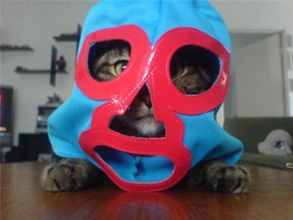 Cat In The Mask