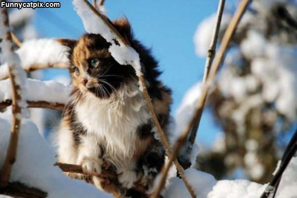 Cat In The Tree