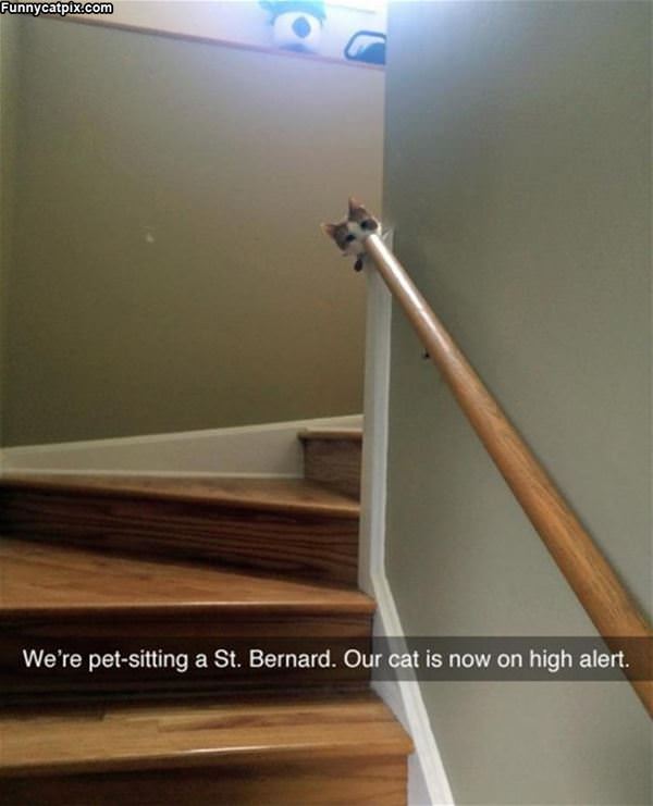 Cat Is On High Alert