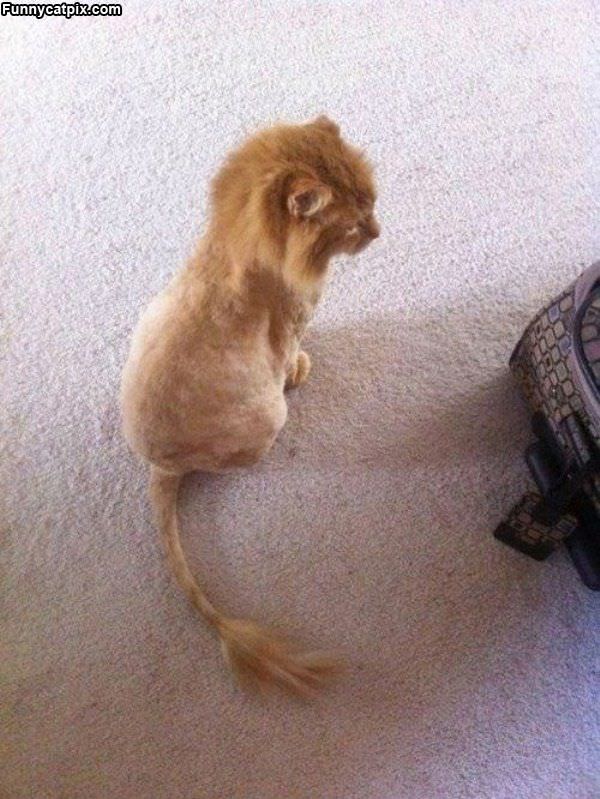 Cat Lion