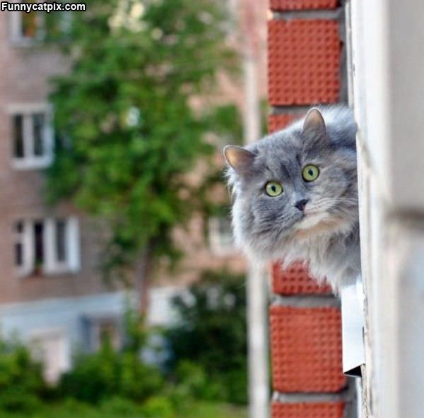 Cat Looking Out The Window