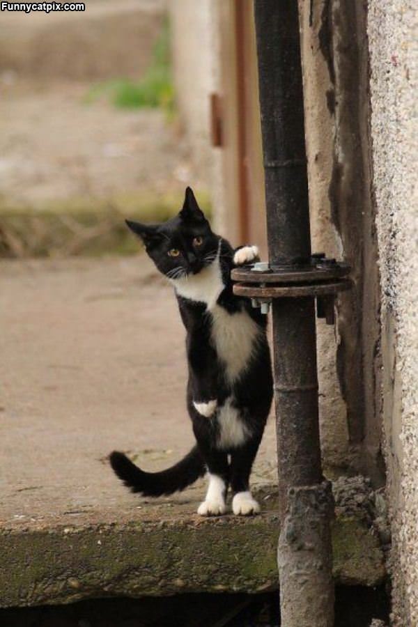 Cat Lookout