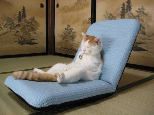 Cat Lounge Chair