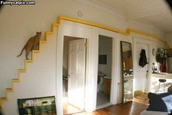 Cat Lovers House
