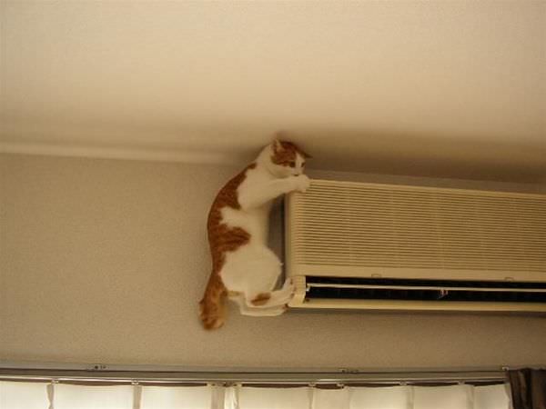 Cat Loves Air Conditioning