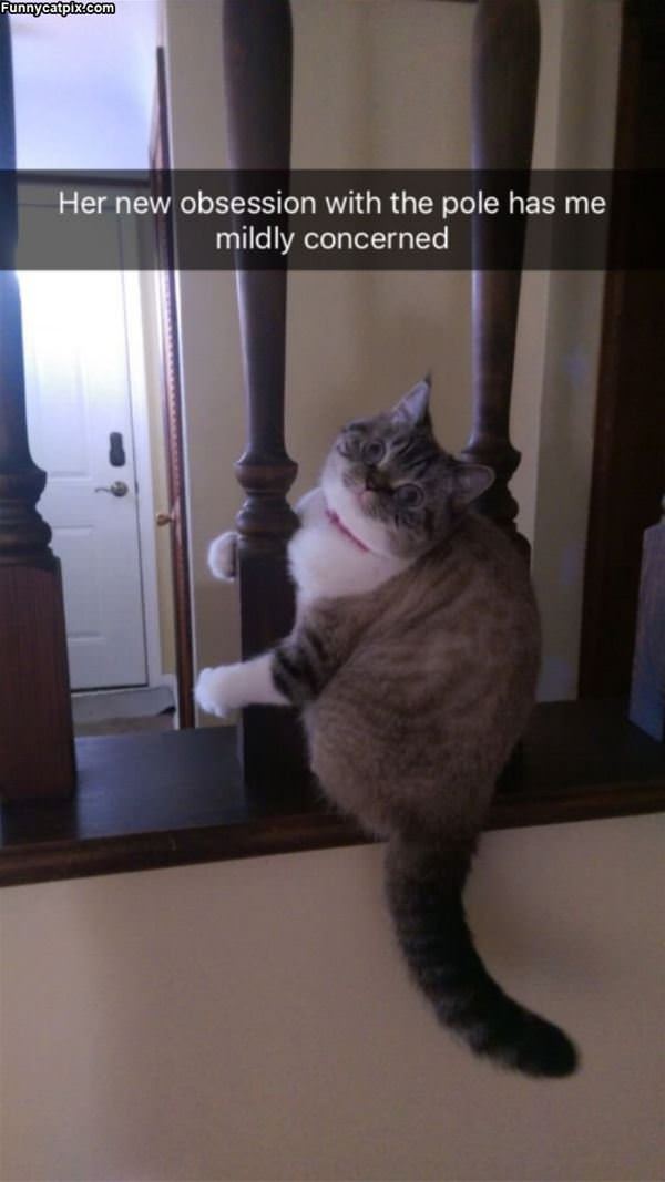 Cat Loves The Pole