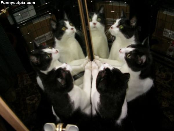 Cat Mirrors