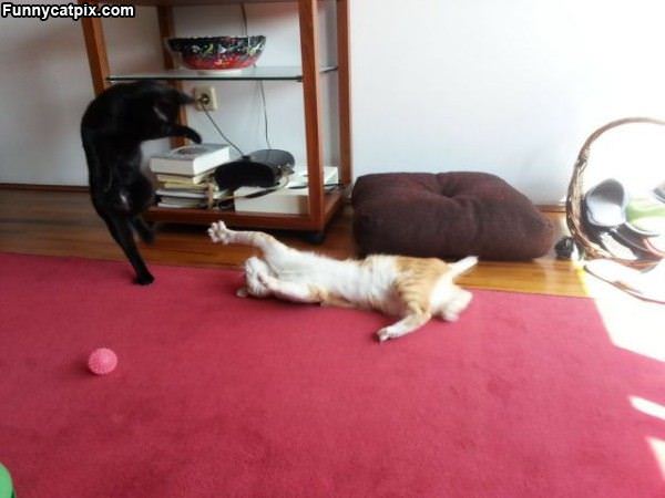 Cat Ninjas Playing