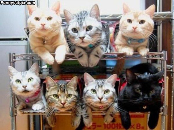 Cat Organizer