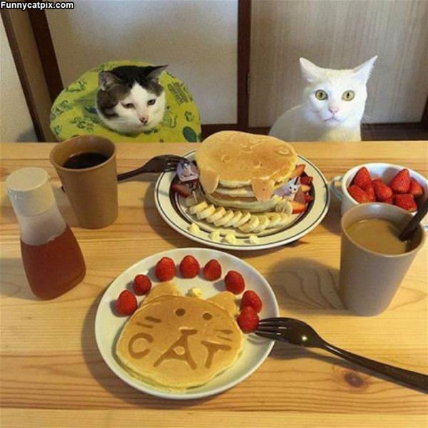 Cat Pancakes