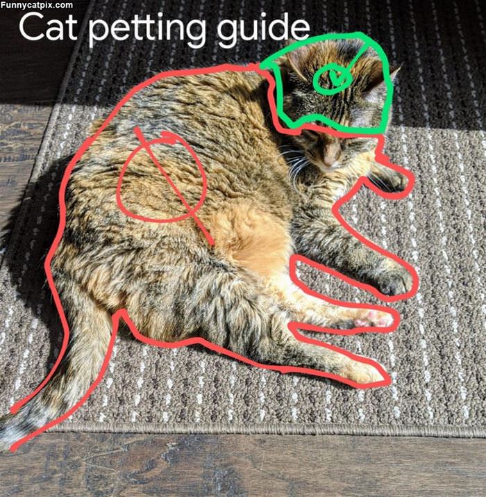 Cat Petting Guide