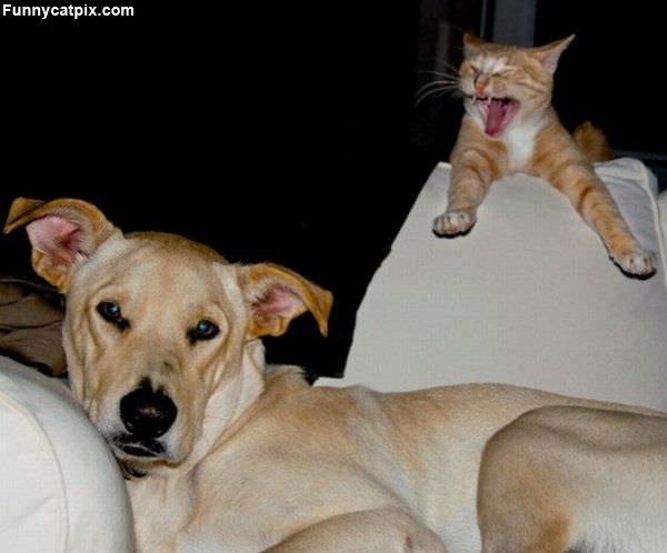 Cat Photobomber