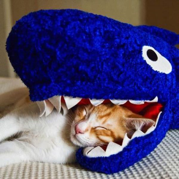 Cat Pillow