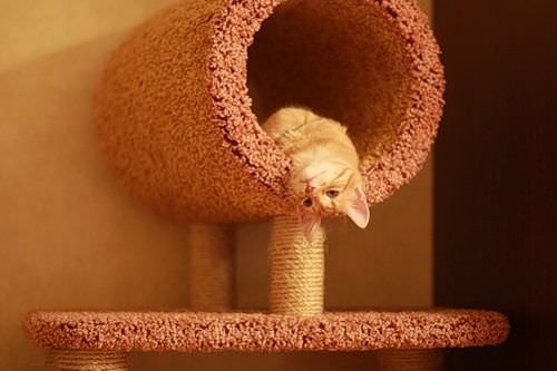 Cat Playground