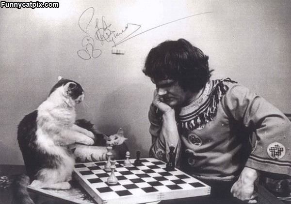 Cat Playing Chess