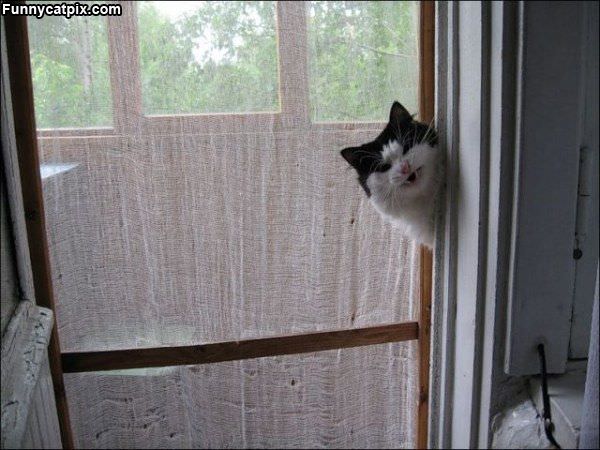 Cat Playing Peekaboo