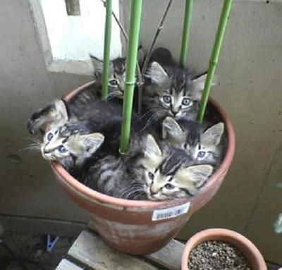 Cat Pot