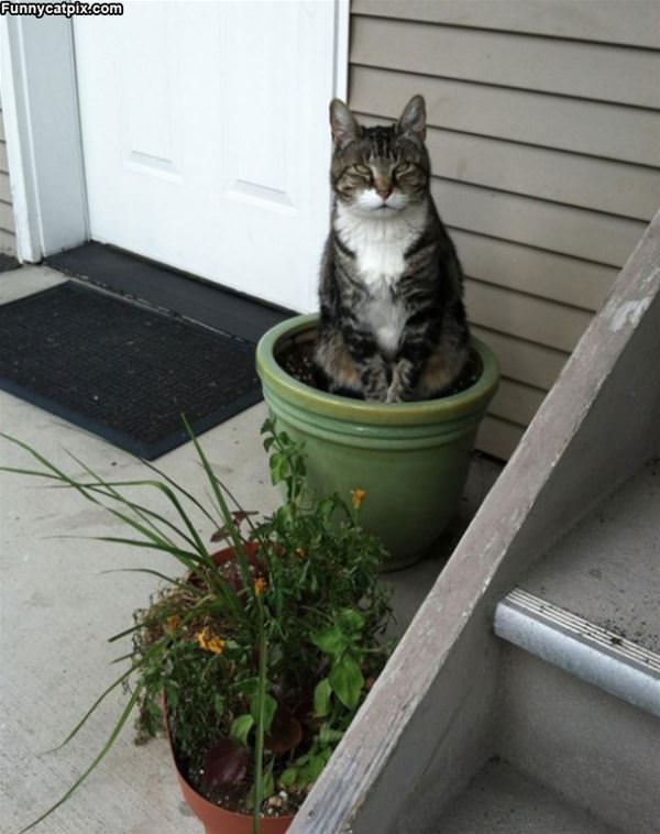 Cat Pot