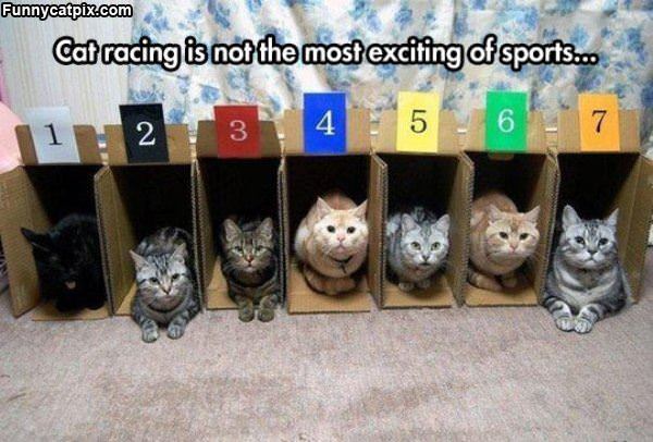 Cat Racing