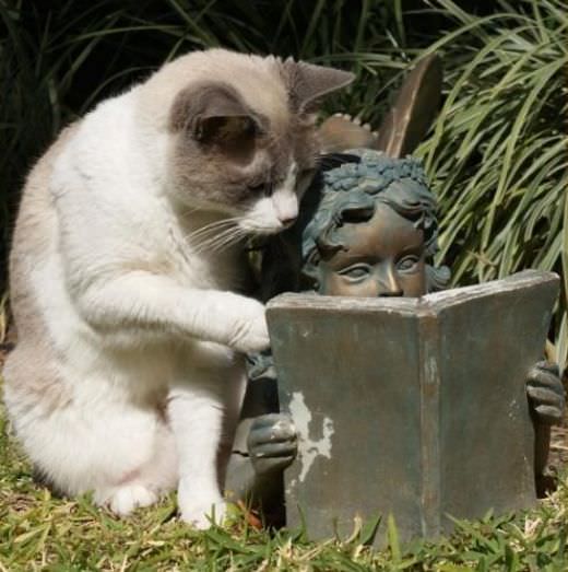 Cat Reading