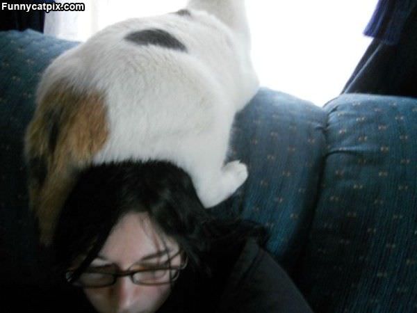 Cat Seat