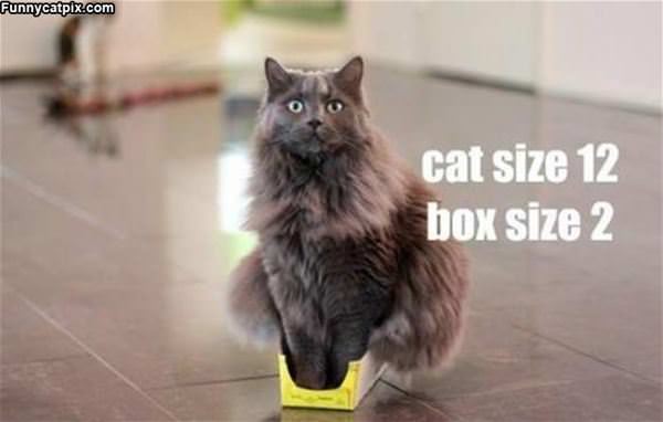 Cat Size 12