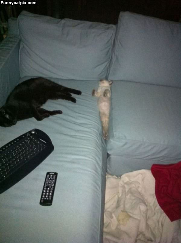 Cat Sleeps Where He Wants