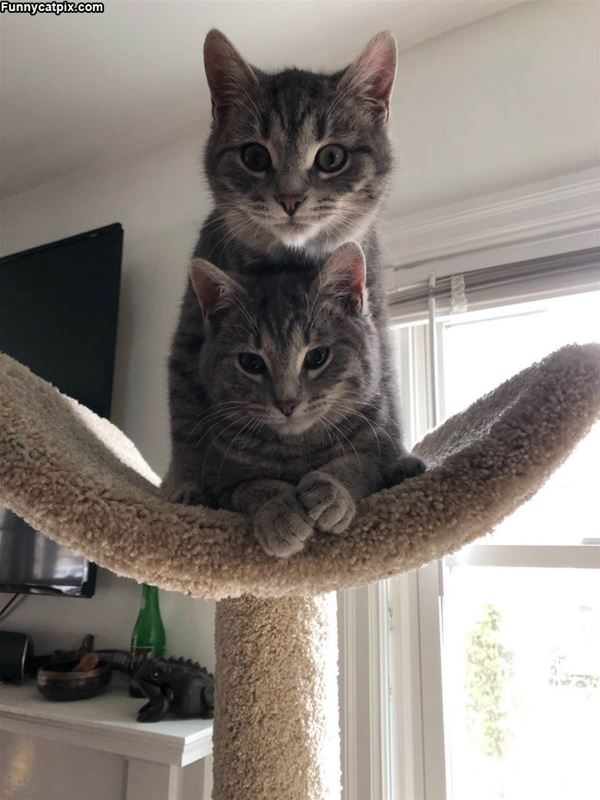 Cat Stack