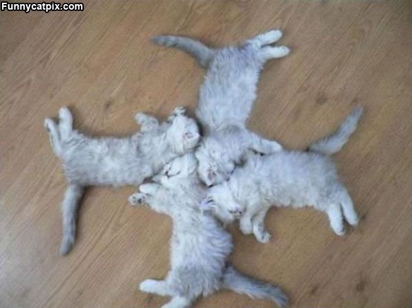 Cat Star