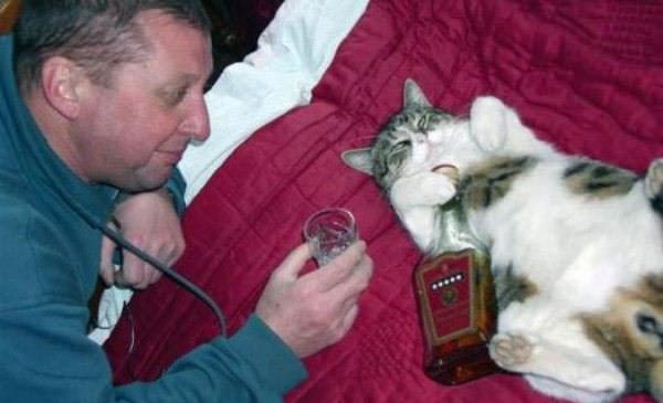 Cat Taking Shots