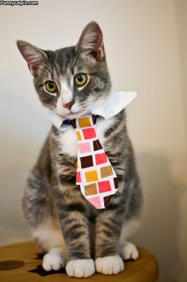 Cat Tie