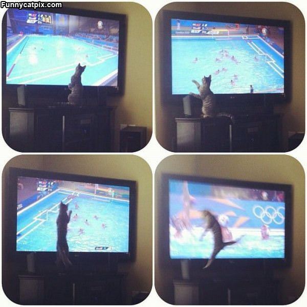 Cat Vs Water Polo