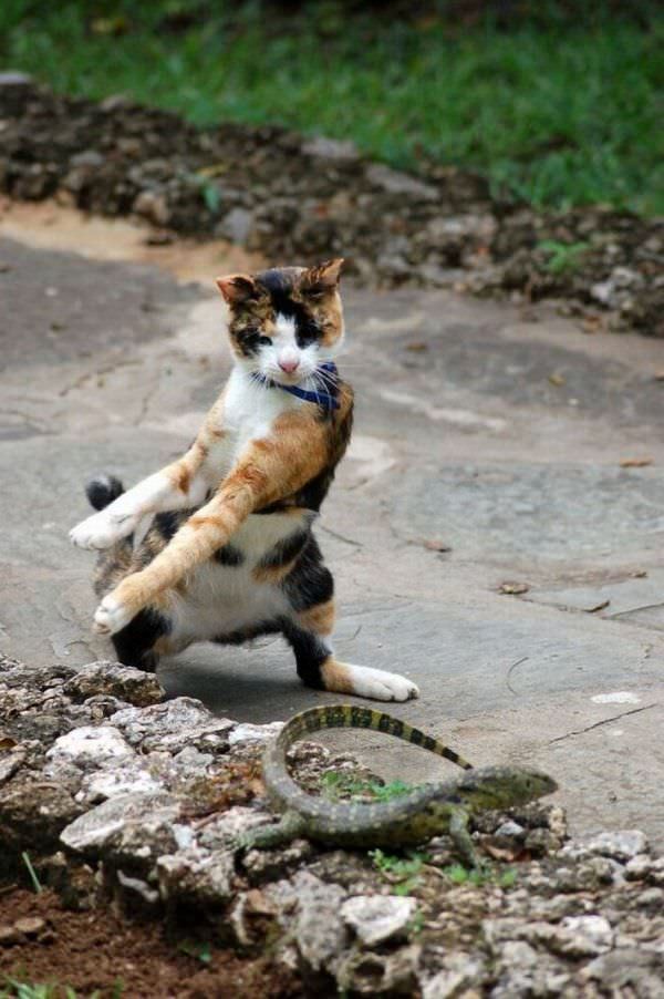 Cat Wants To Dance