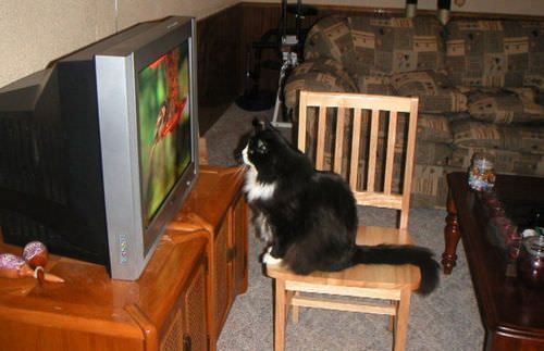 Cat Watching Tv
