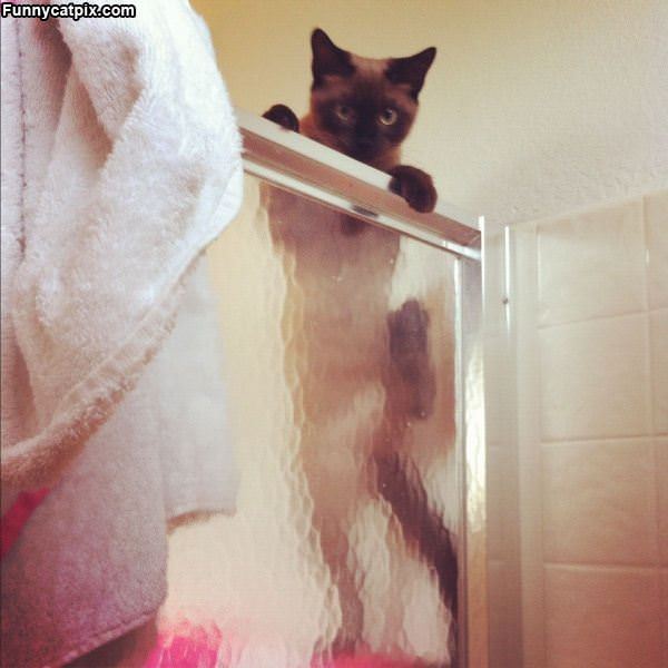Cat Watching You Shower