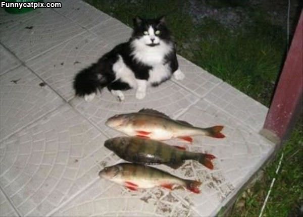 Catch Of The Day