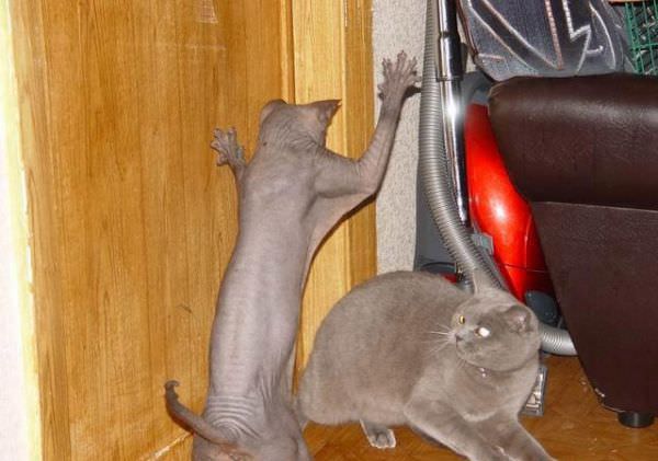 Catfight