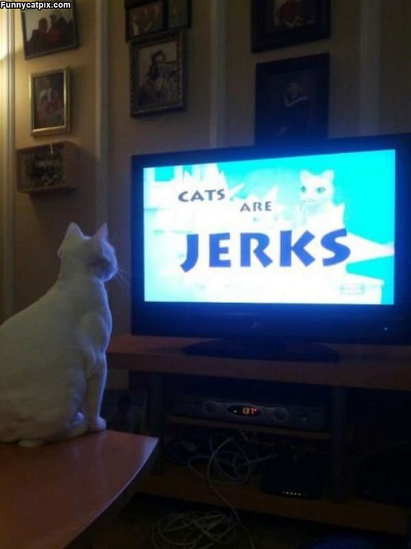 Cats Are Jerks