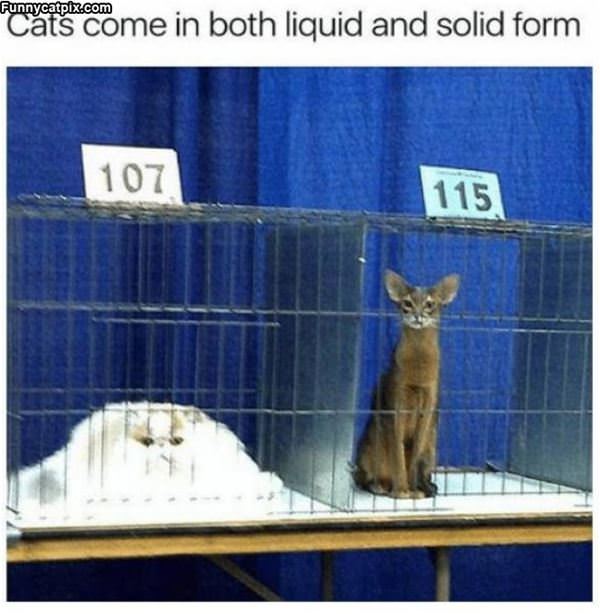 Cats Come In Two Forms
