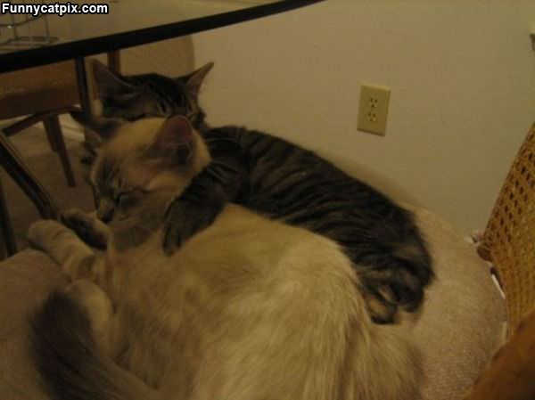 Cats Hug It Out