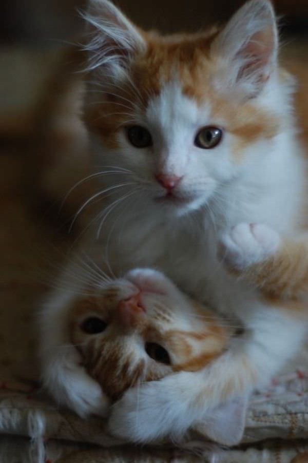 Cats Hugging It Out